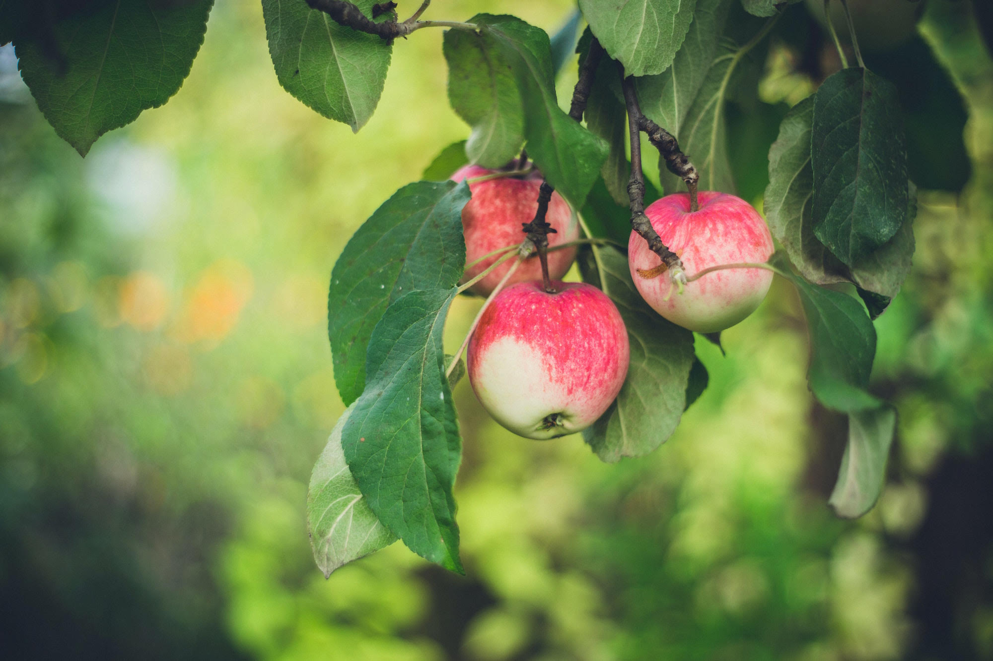 Apple tree by Marina Khrapova via Unsplash