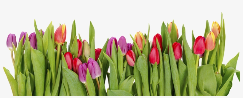 958-9583474_tulips-row-of-tulips
