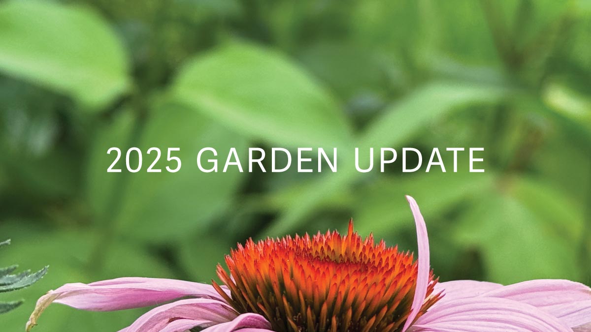 Garden Update 2025